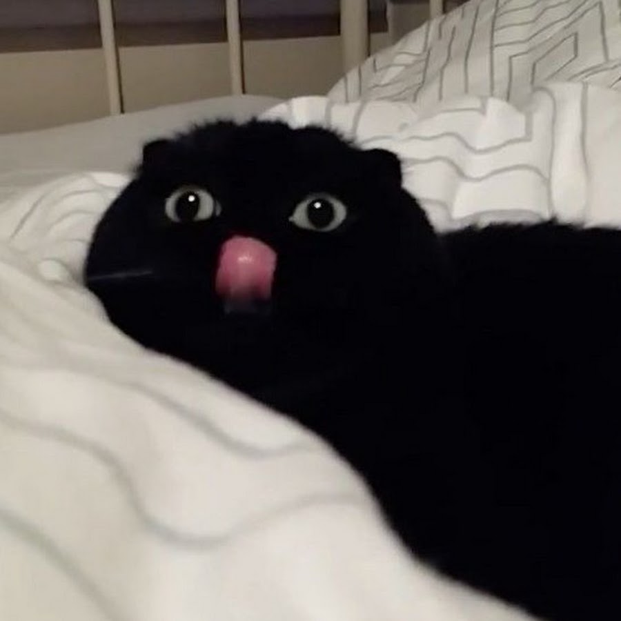 Черный кот Мем