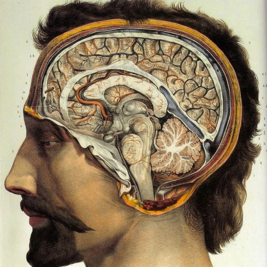 мозг голова картинки