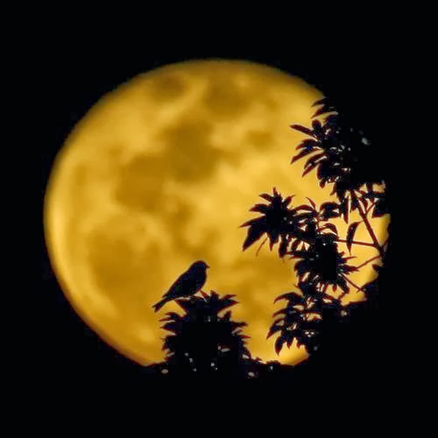 Есть одинокая луна. Одинокая Луна. Силуэт природа Луна. Луна одиночество. Луна и птицы.