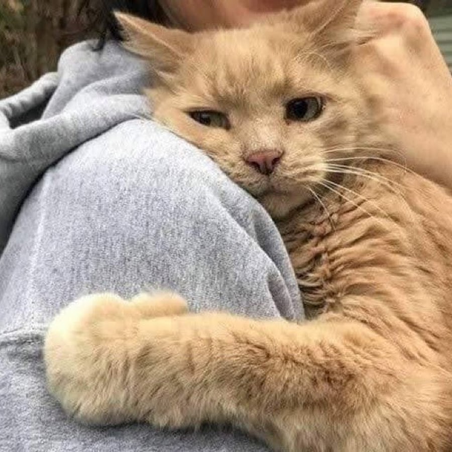 Кот обнимает человека