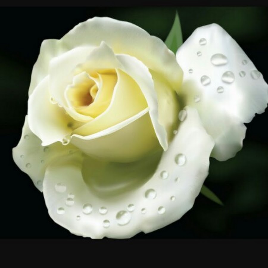 Роза белая раскрытая