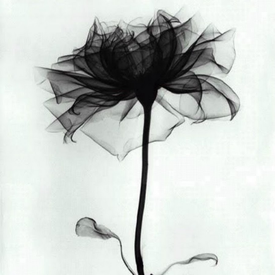 Черный цветок арт