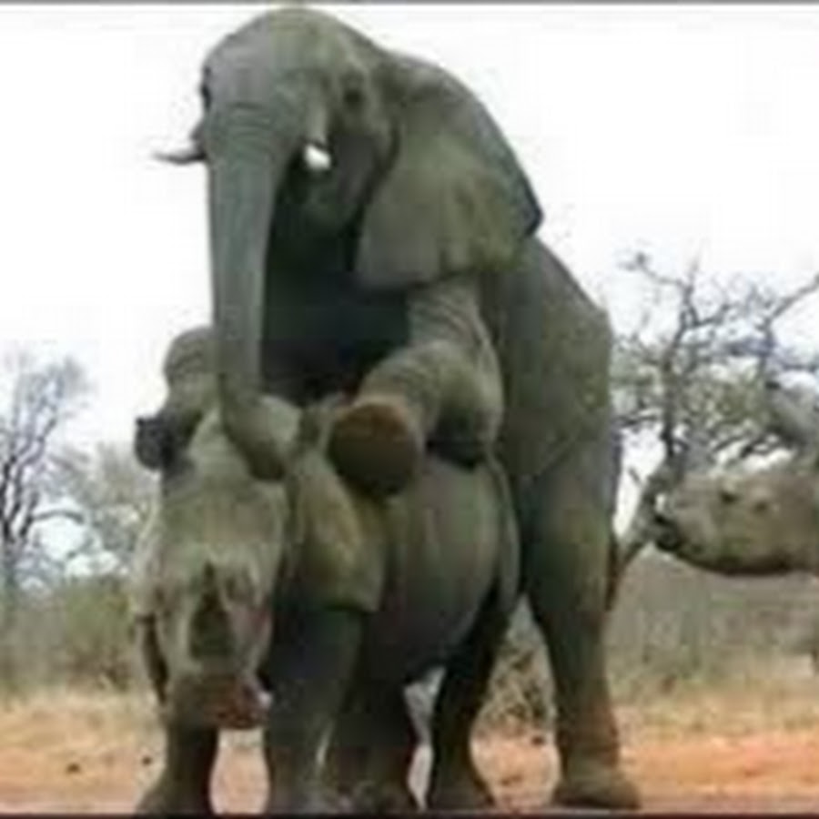 Слон и носорог спаривание