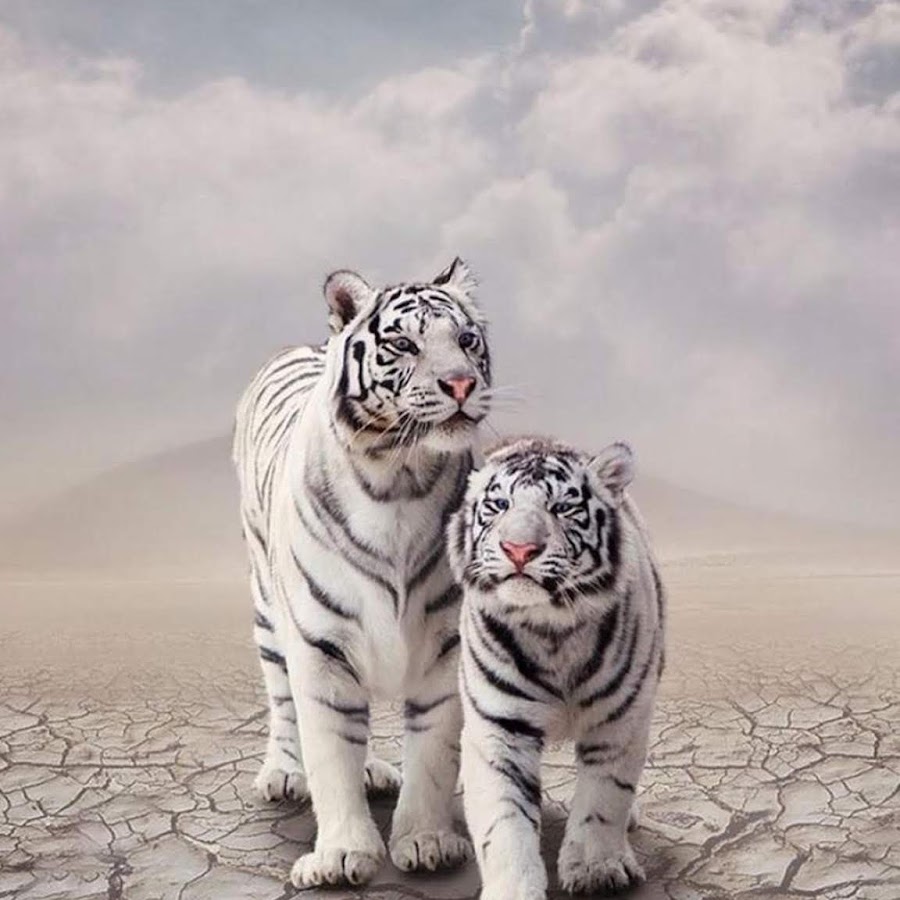 Арт белых тигров