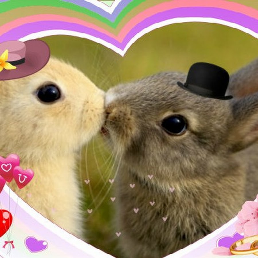 Bunny loveheart. Зайки любовь. Кролики Love. Красивая Зайка картинки с любовью. Обои любовь. Зайка.