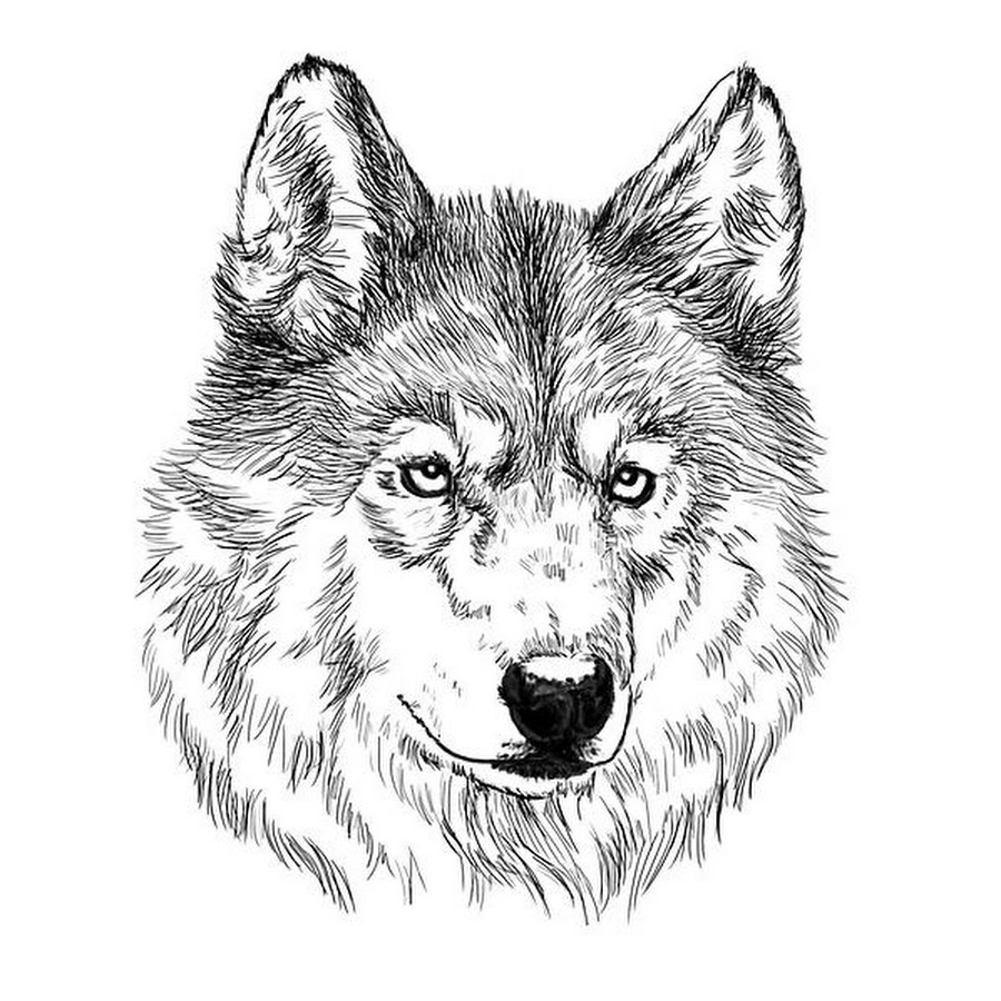 Нарисовать морду волка - 91 фото
