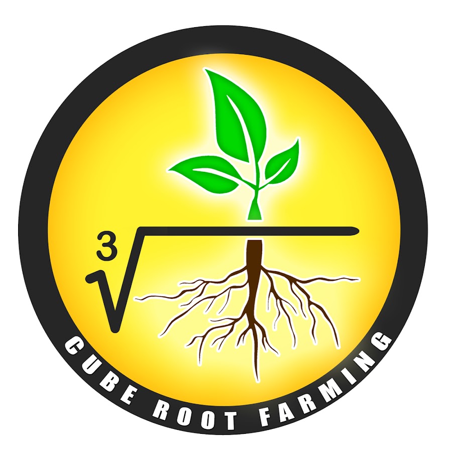 roots-what-s-the-next-action-i-should-take-with-this-rootbound-plant