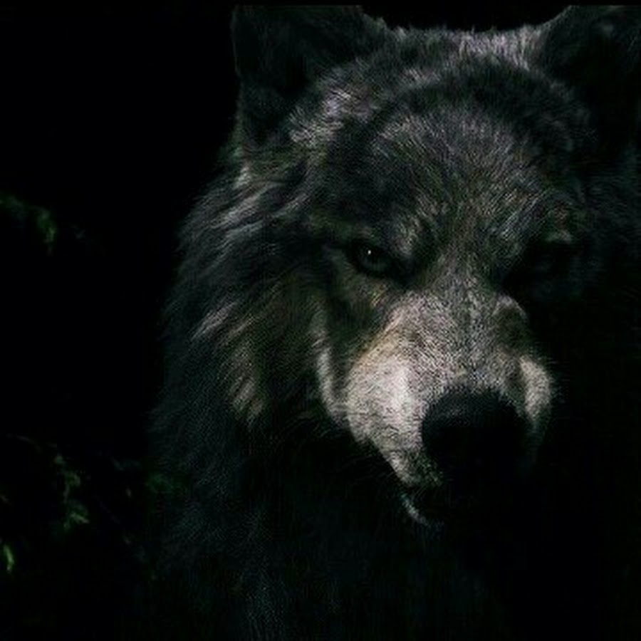 Грозный волк