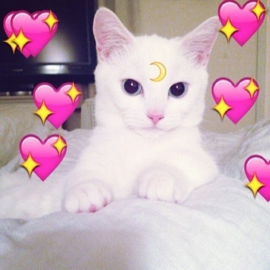 Фото на аву котик с сердечками