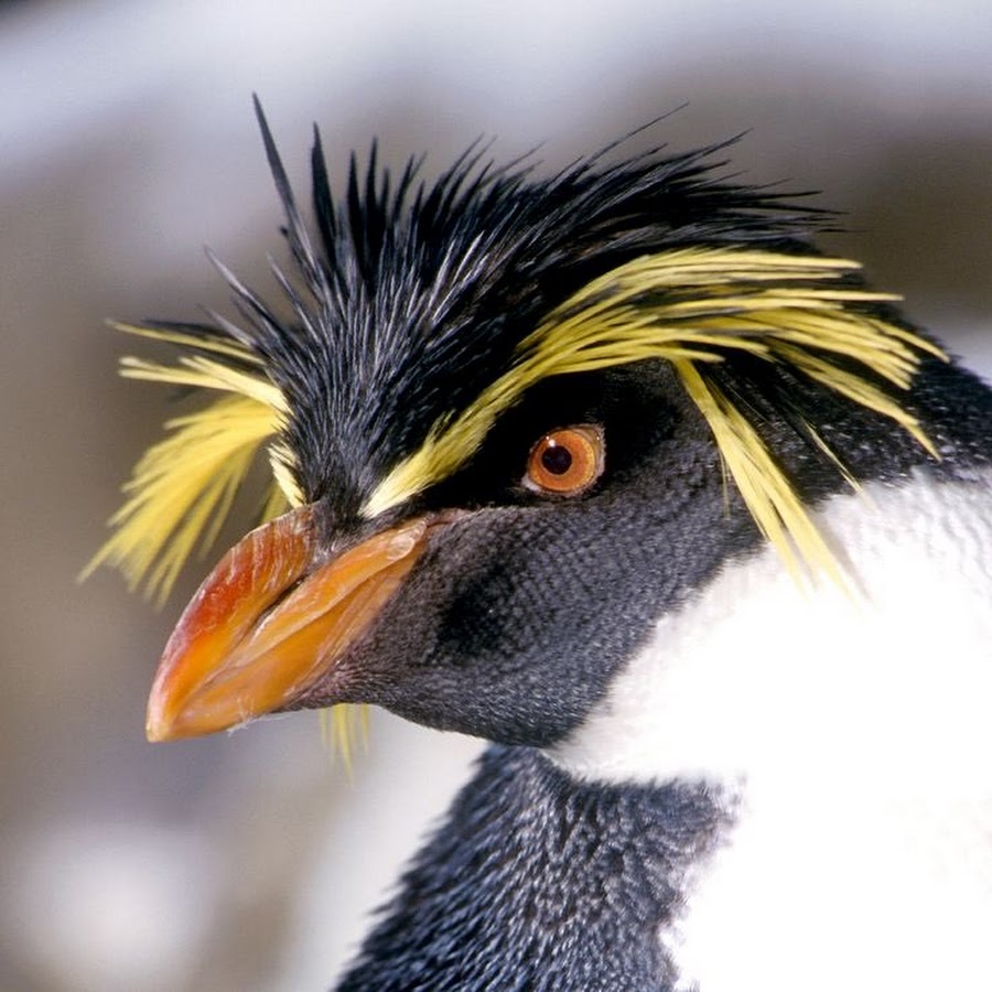 Какие красивые золотоволосые пингвины над глазами