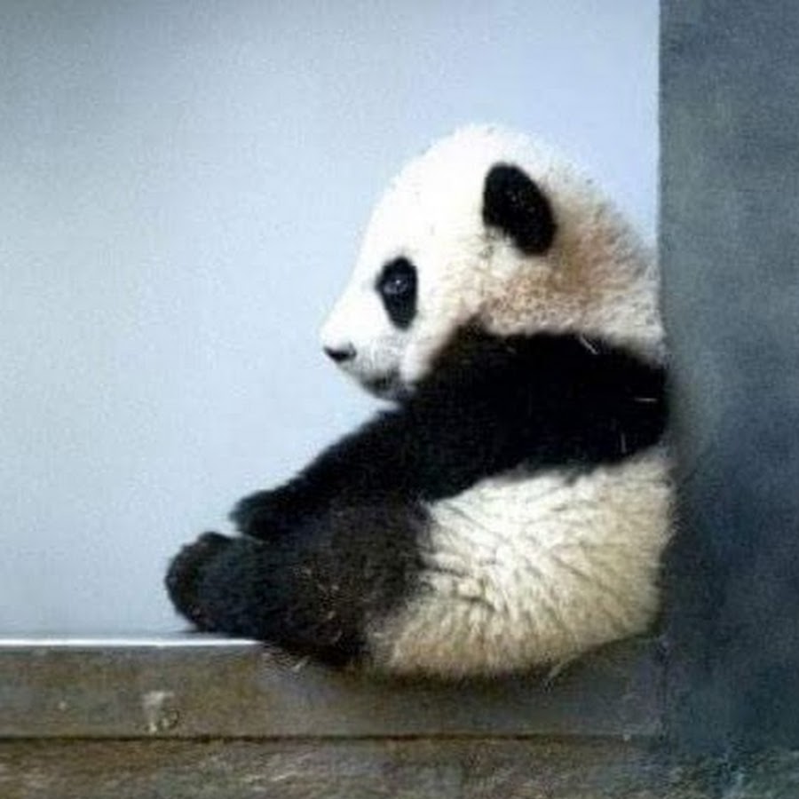 Панда сидит сбоку