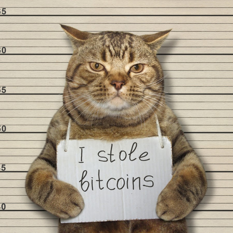 where to buy cat crypto