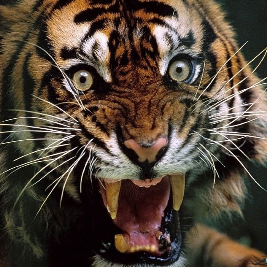 Тигр рычит фото