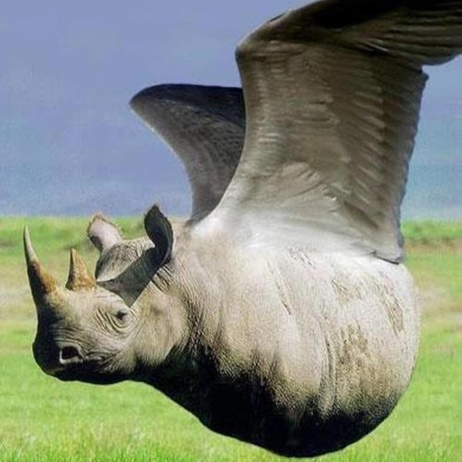 Носорог прикол