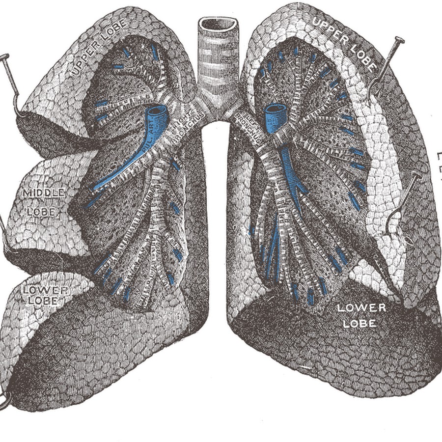 Radix pulmonis