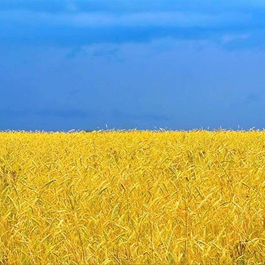 Пшеничное поле и голубое небо