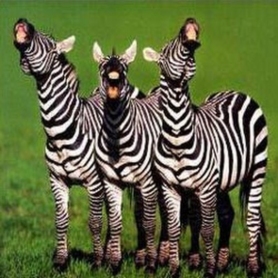 Три смешных зебры