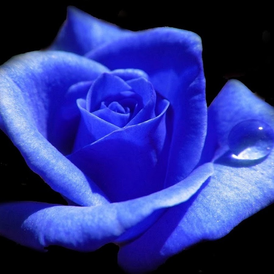 Ярко синие розы
