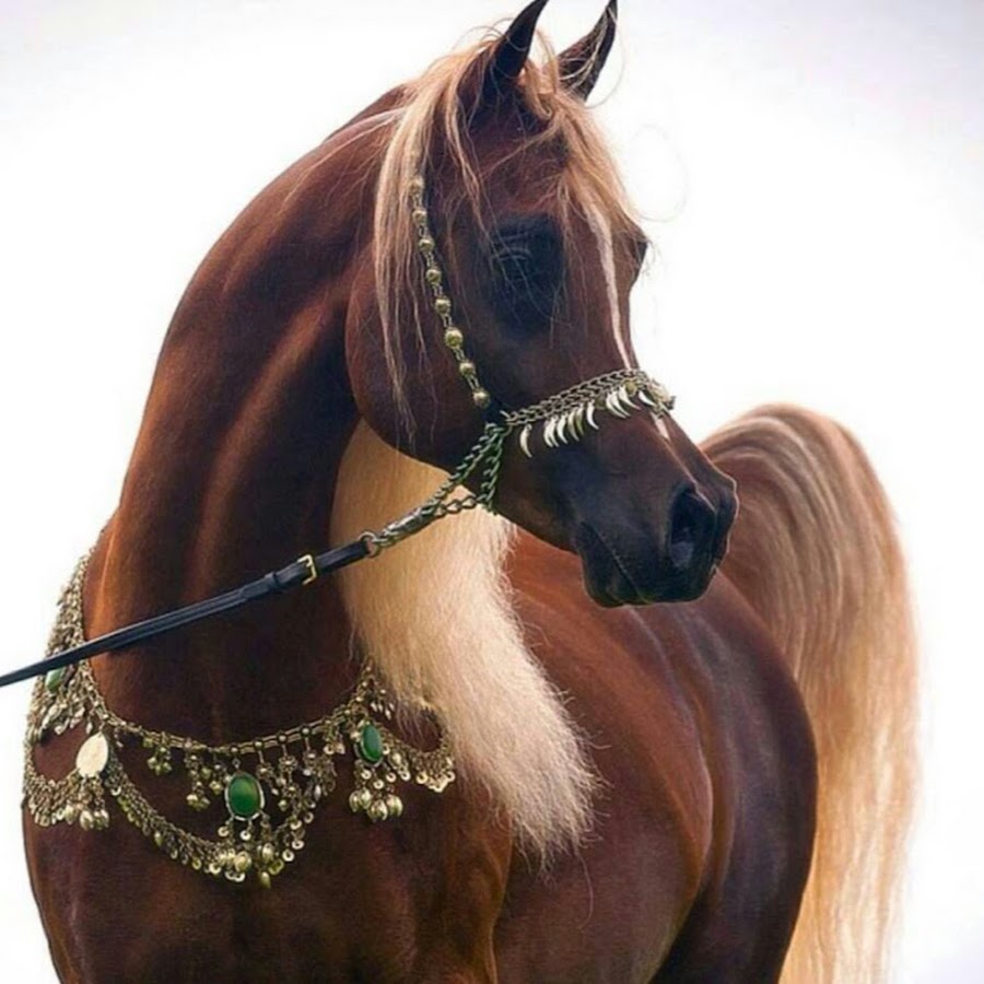 Арабские лошади украшения