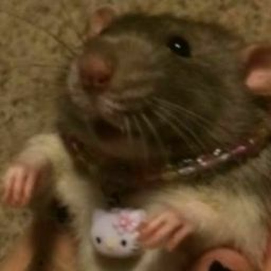 Домашняя крыса Мем