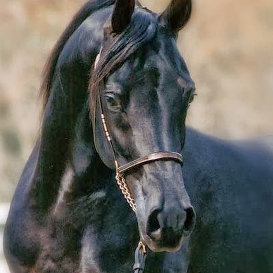 Сонник черная лошадь. Чистокровный арабский скакун черный. Андалузская лошадь гнедая. Арабская чистокровная лошадь Вороная. Арабская чистокровная лошадь черная.