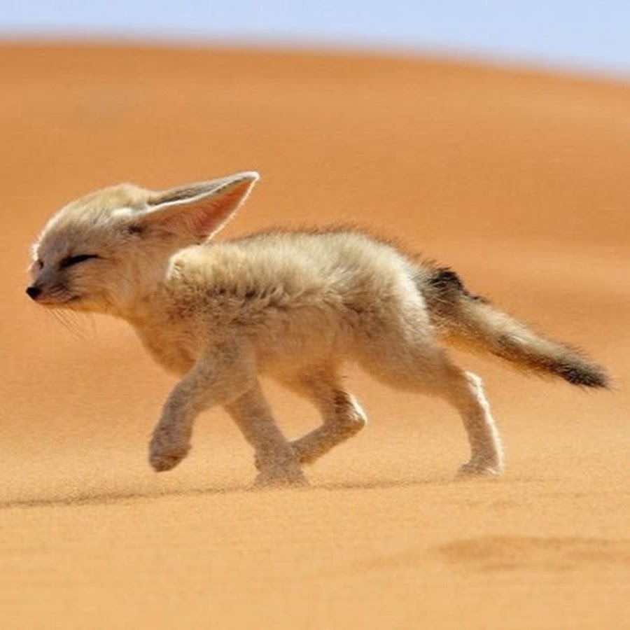 Пустынная лиса