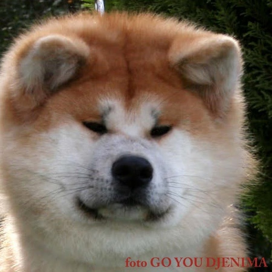 Хатико усмань. Акита ину кобель. Порода собаки похожа на Хатико но маленькая. Хатико порода собаки в Донецке. Тату Акита ину.