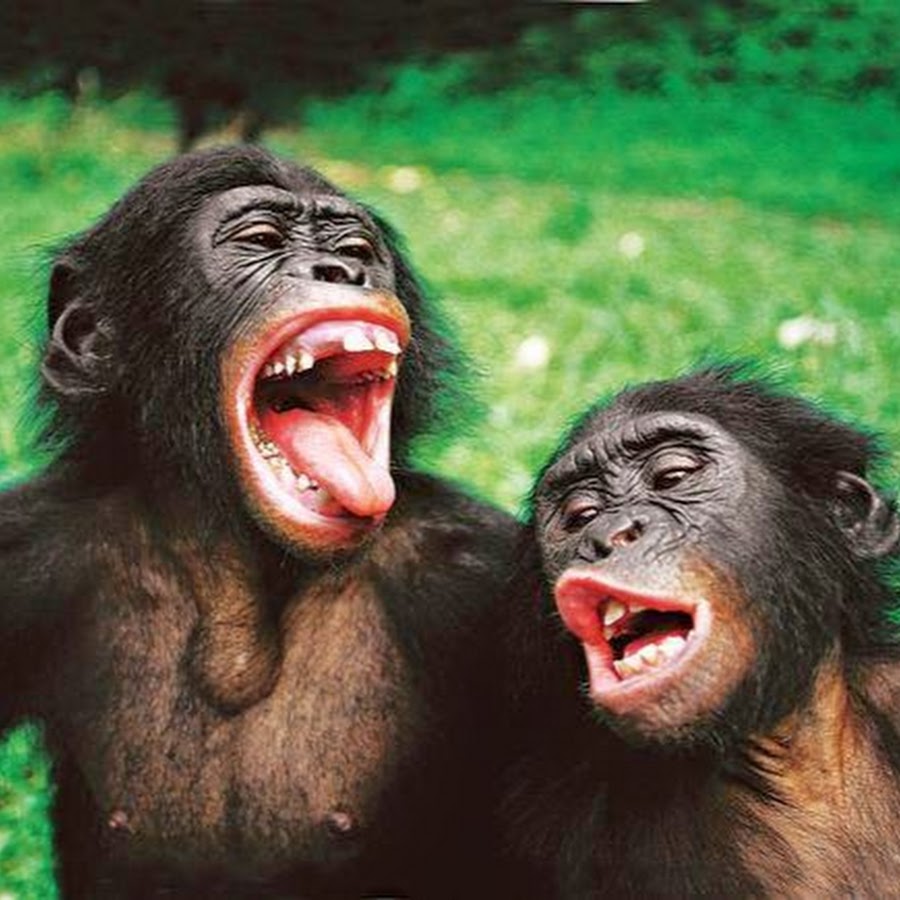 Две обезьяны с языками