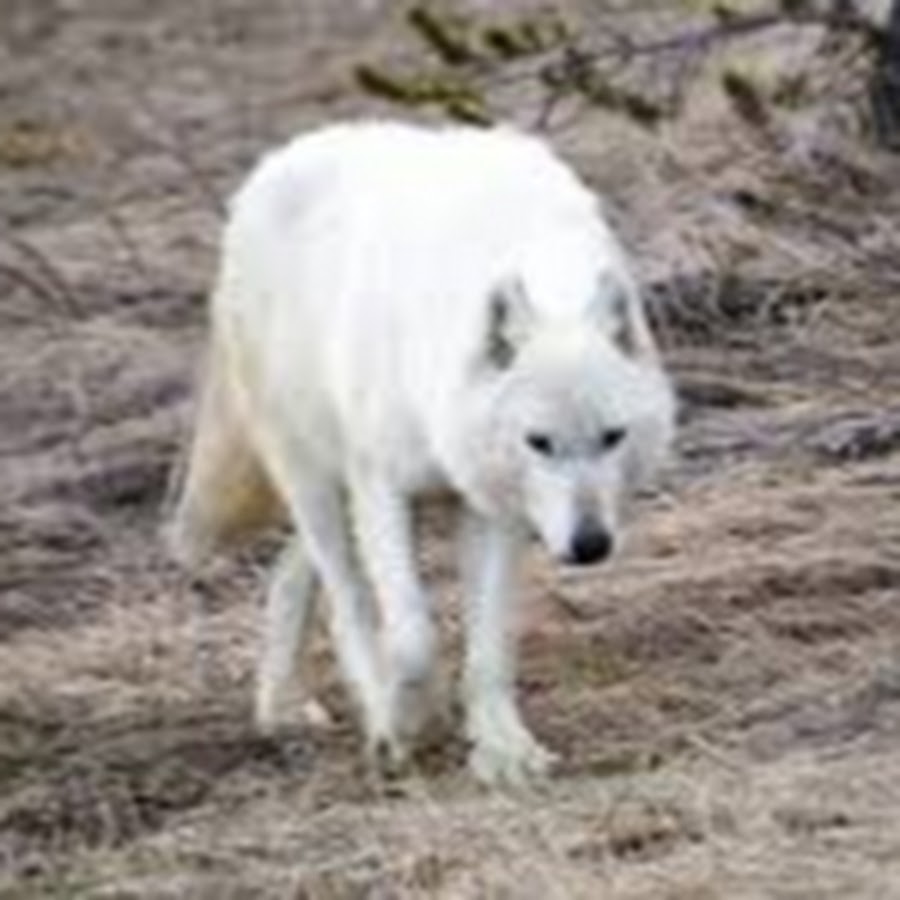Белые волки Охотск