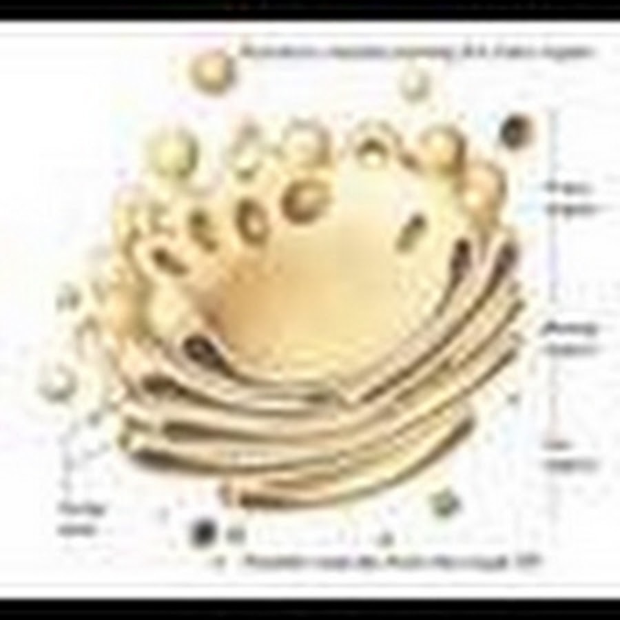 Митохондрии комплекс гольджи. Аппарат Гольджи (комплекс Гольджи). Комплекс аппарат Гольджи строение. Схема строения аппарата Гольджи. Схематическое строение комплекс Гольджи.