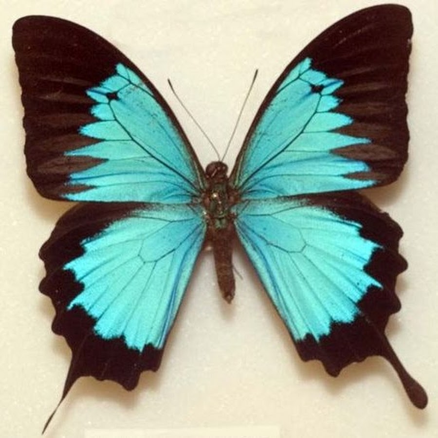 Парусник Улисс (Papilio Ulysses)