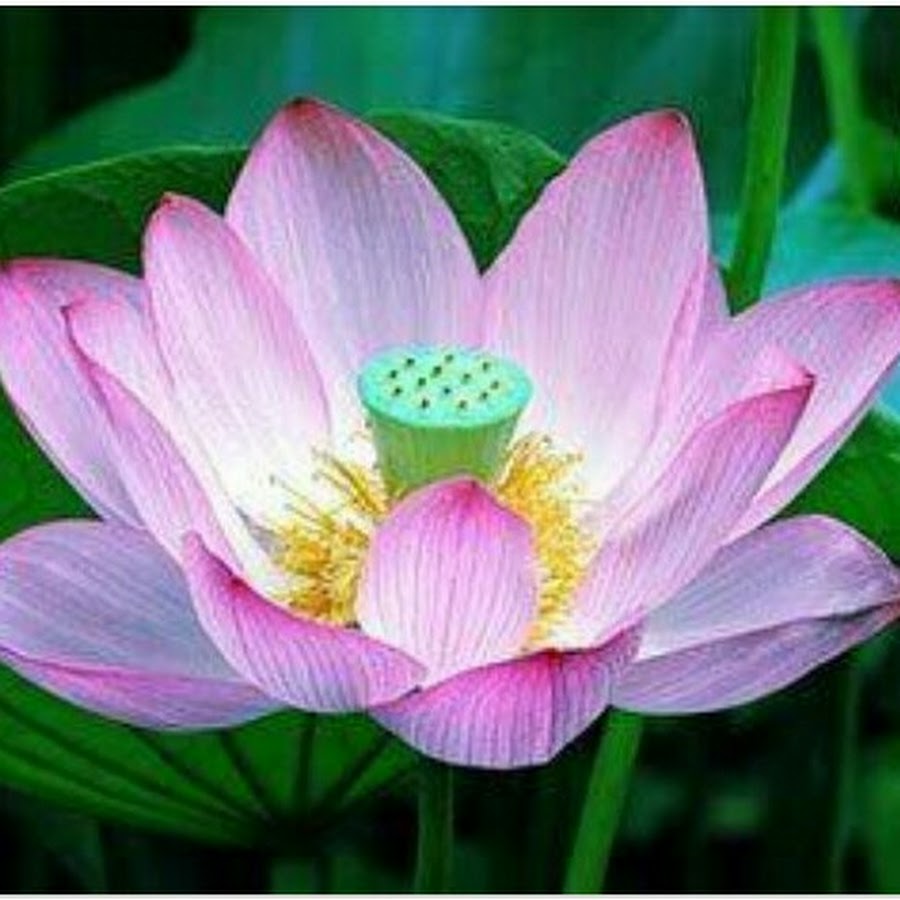 Ло́тос орехоно́сный (лат. Nelumbo nucifera)