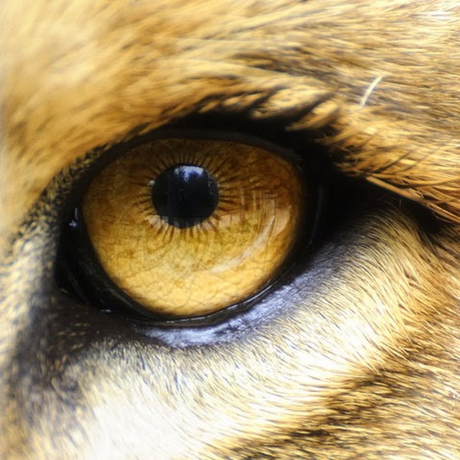 Золотые глаза 6. Глаза Льва. Цвет глаз у Льва. Лев с янтарными глазами. Звериные глаза у человека.
