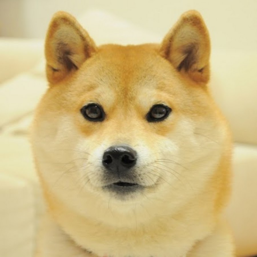 Doge steam profile фото 118