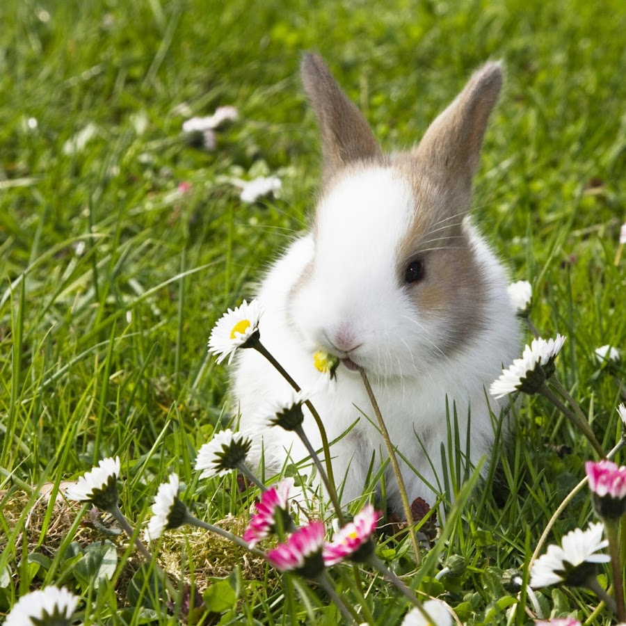 Милые кролики в поле