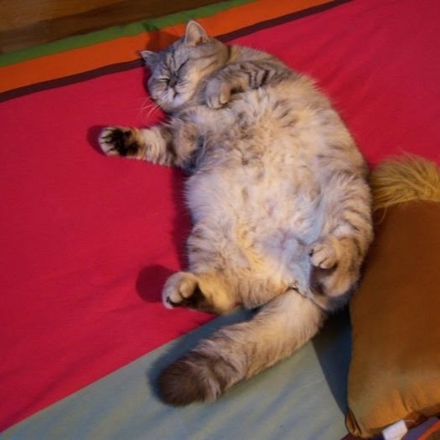 Толстый домашний кот