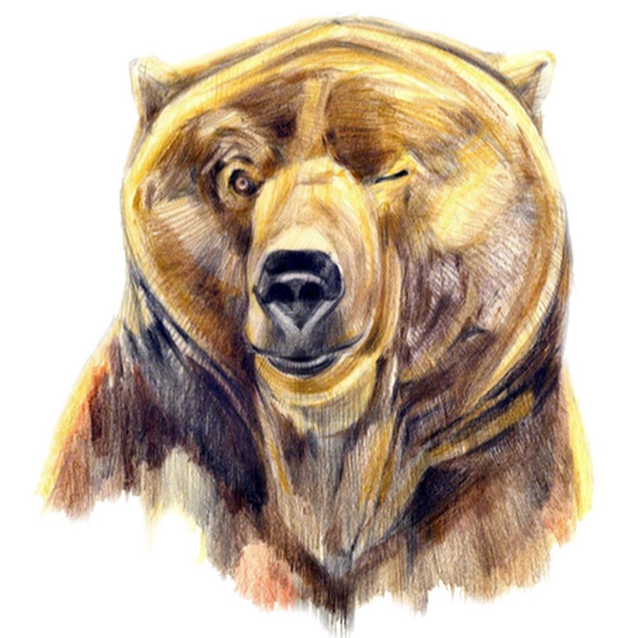 Морда медведя рисунок