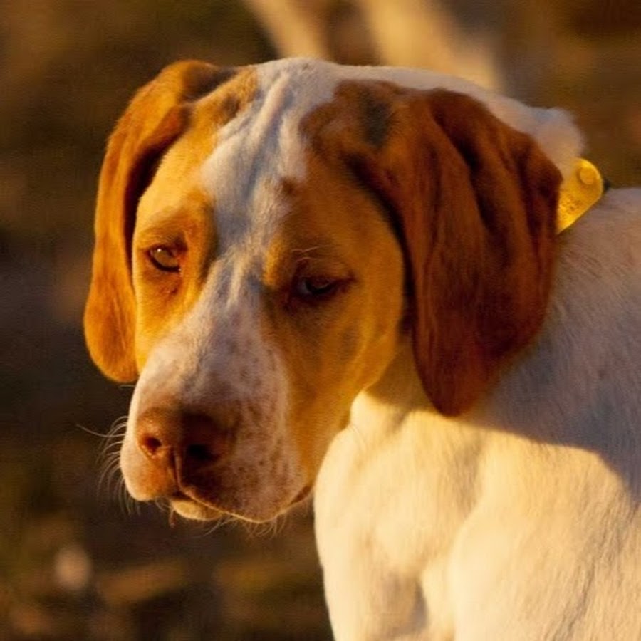 at what age is a istrian shorthaired hound full grown