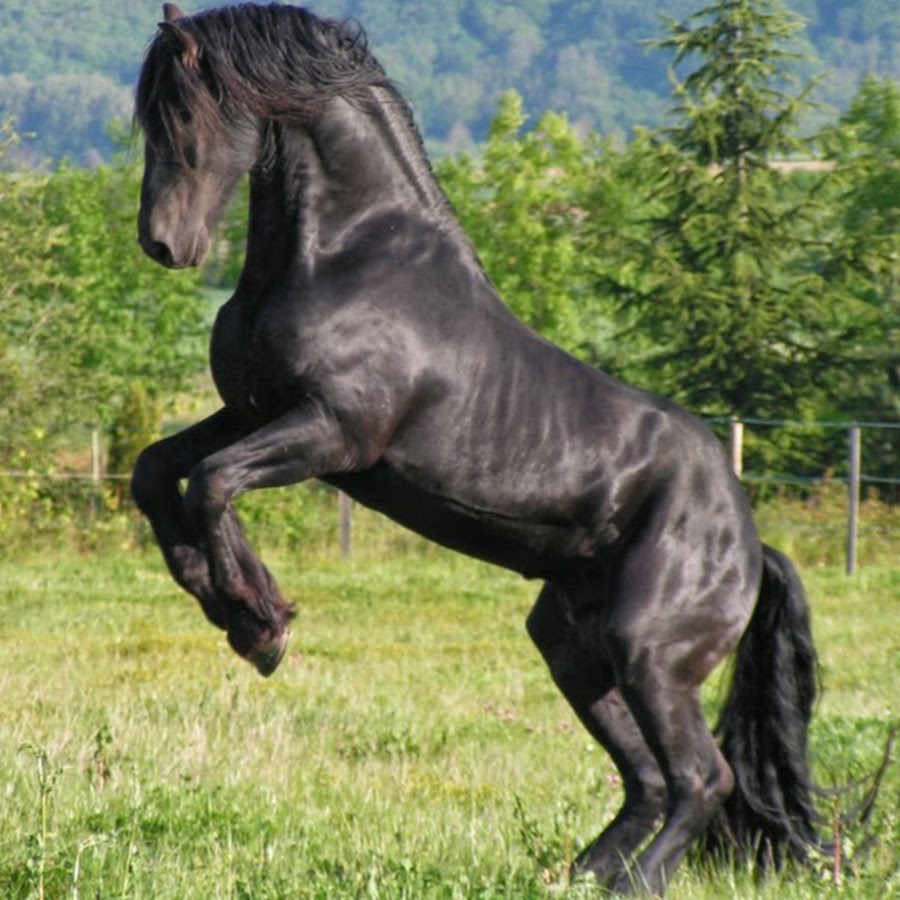 Horse 24. Кабардинская лошадь фото.