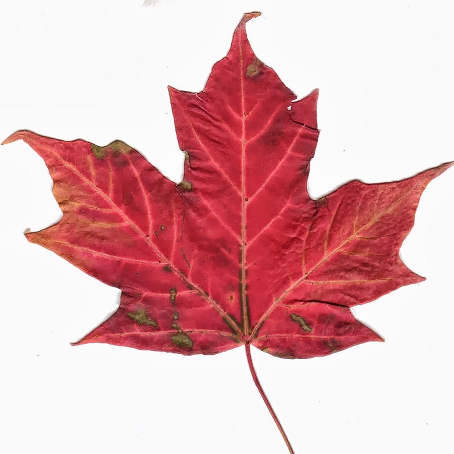 Кленовый красный лист симметрия
