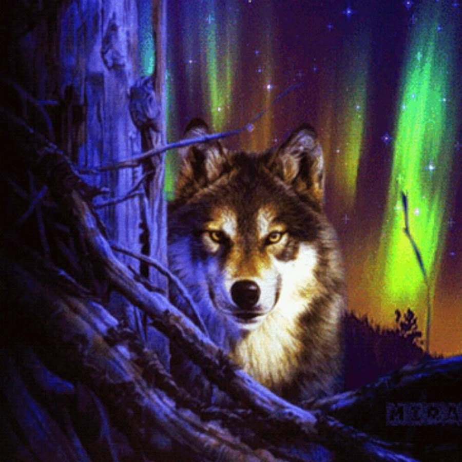 Волк Северное сияние