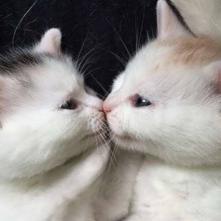 Два кота целуются
