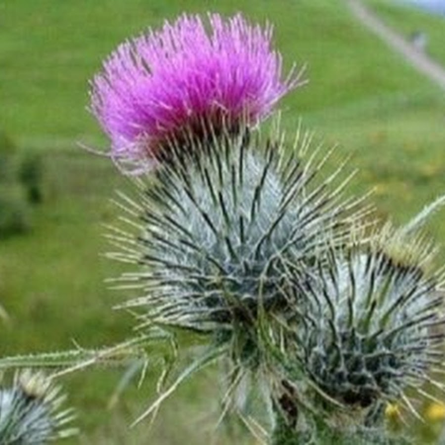 Scotland plants. Чертополох Шотландия. Национальный цветок Шотландии чертополох. Чертополох символ Шотландии. Чертополох Цветущий Шотландия.