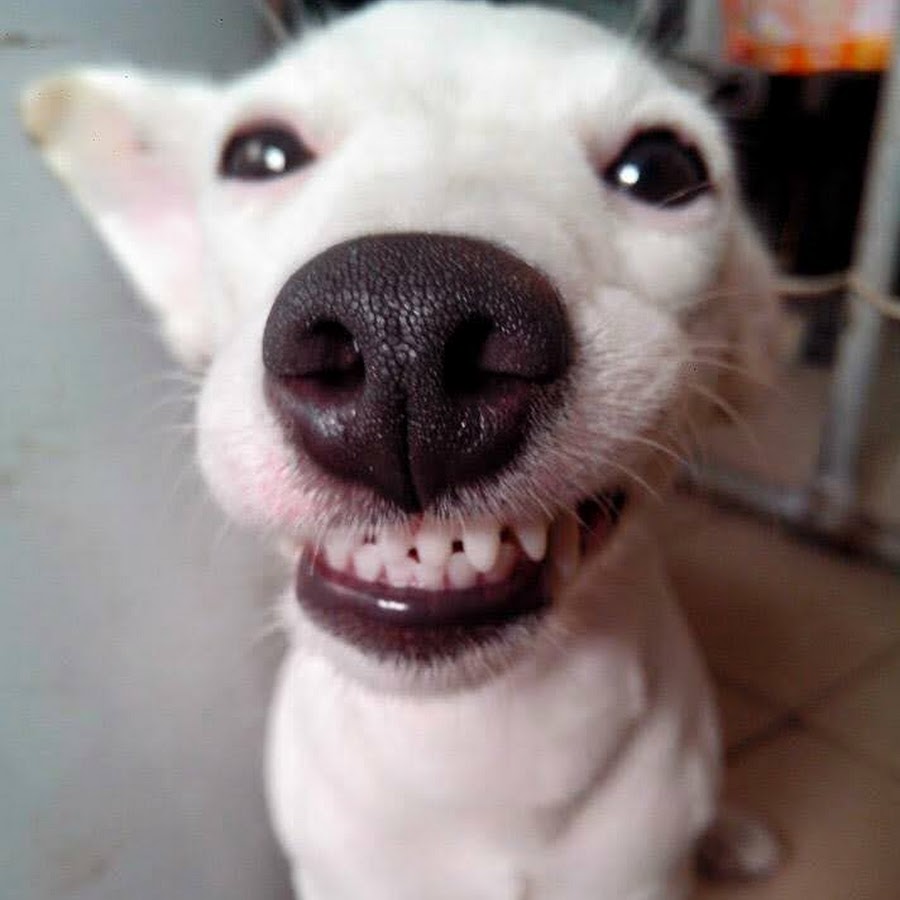 Улыбка собаки с зубами