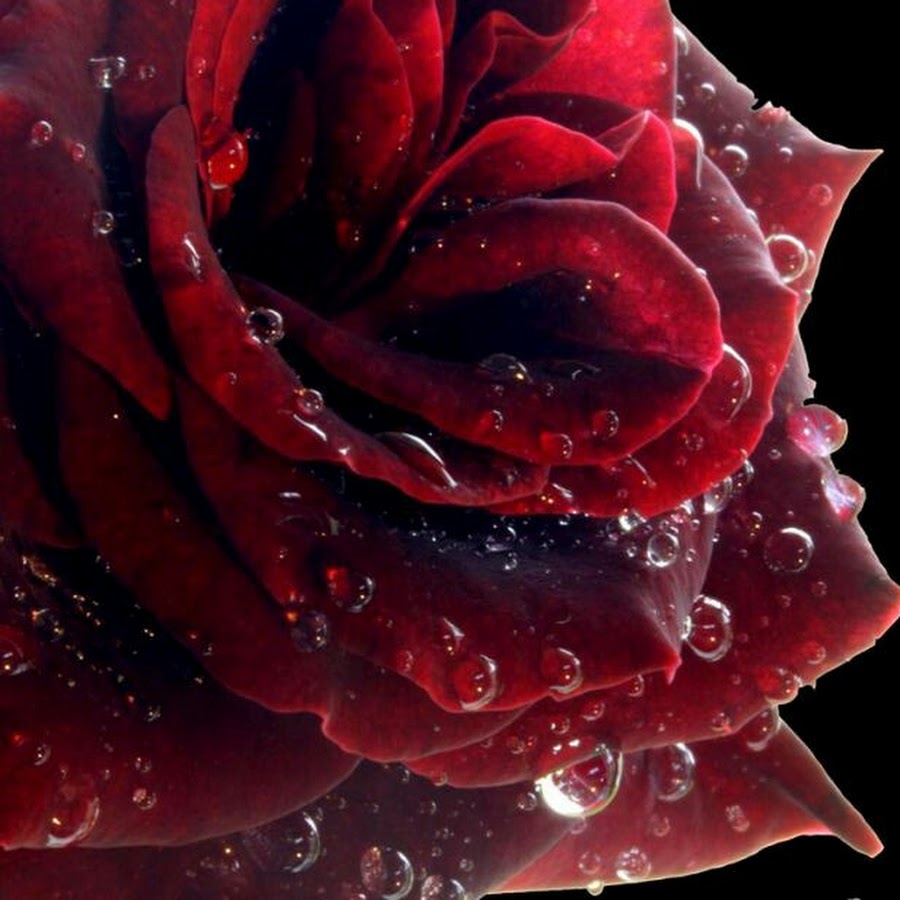 Красивая роза на аватар