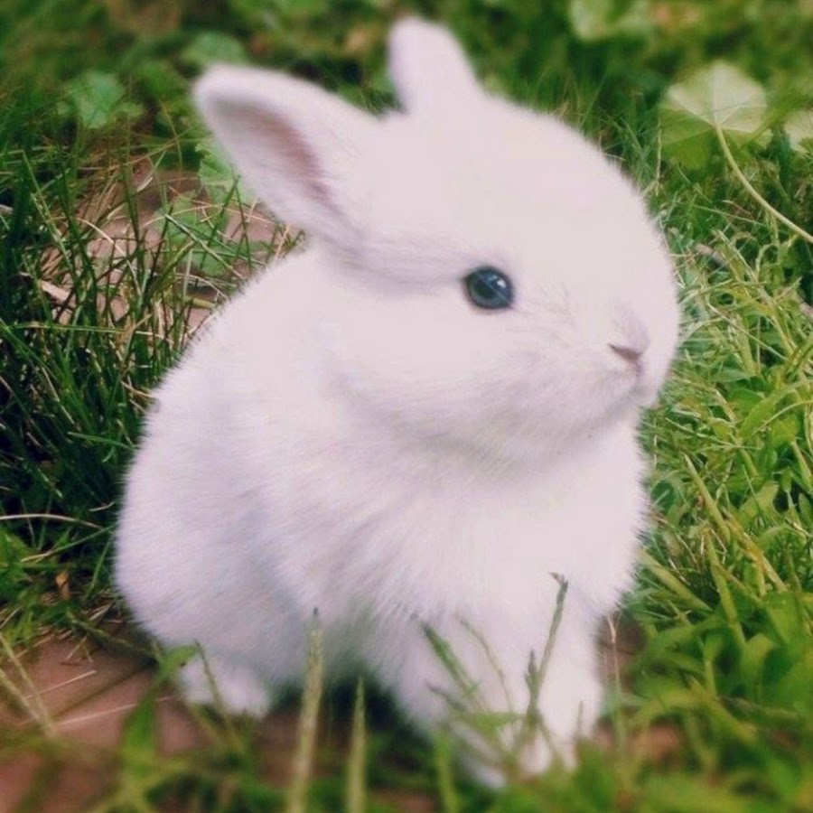Сколько стоят зайки. Гермелин (порода). Айдахский кролик белый. Карликовые кролики минор белый. Милый кролик.