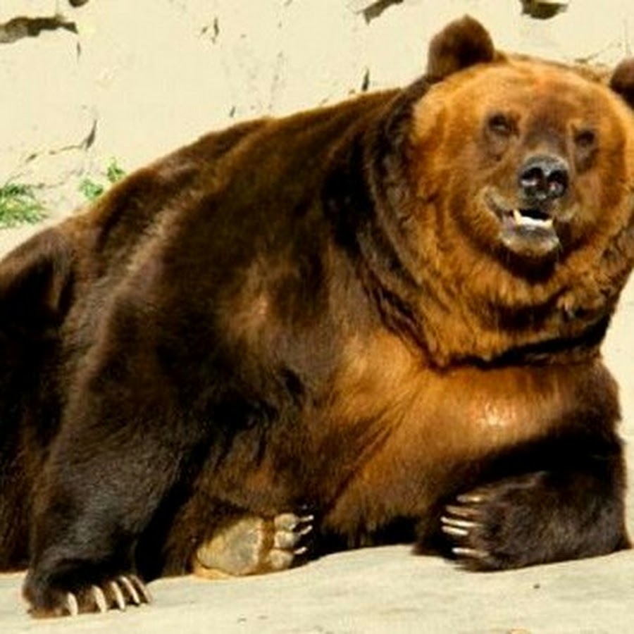 очень жирный медведь. самый толстый медведь аляски. медведь отис аляска. хвост медведя. медведь кадьяк.