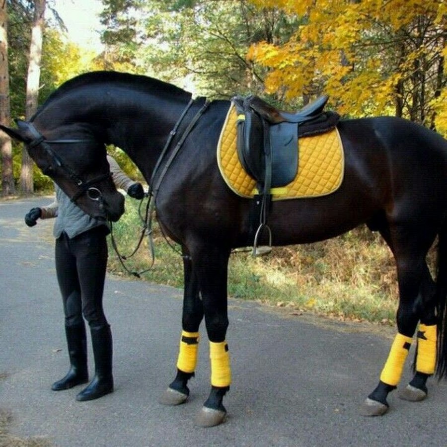 оседланная лошадь фото