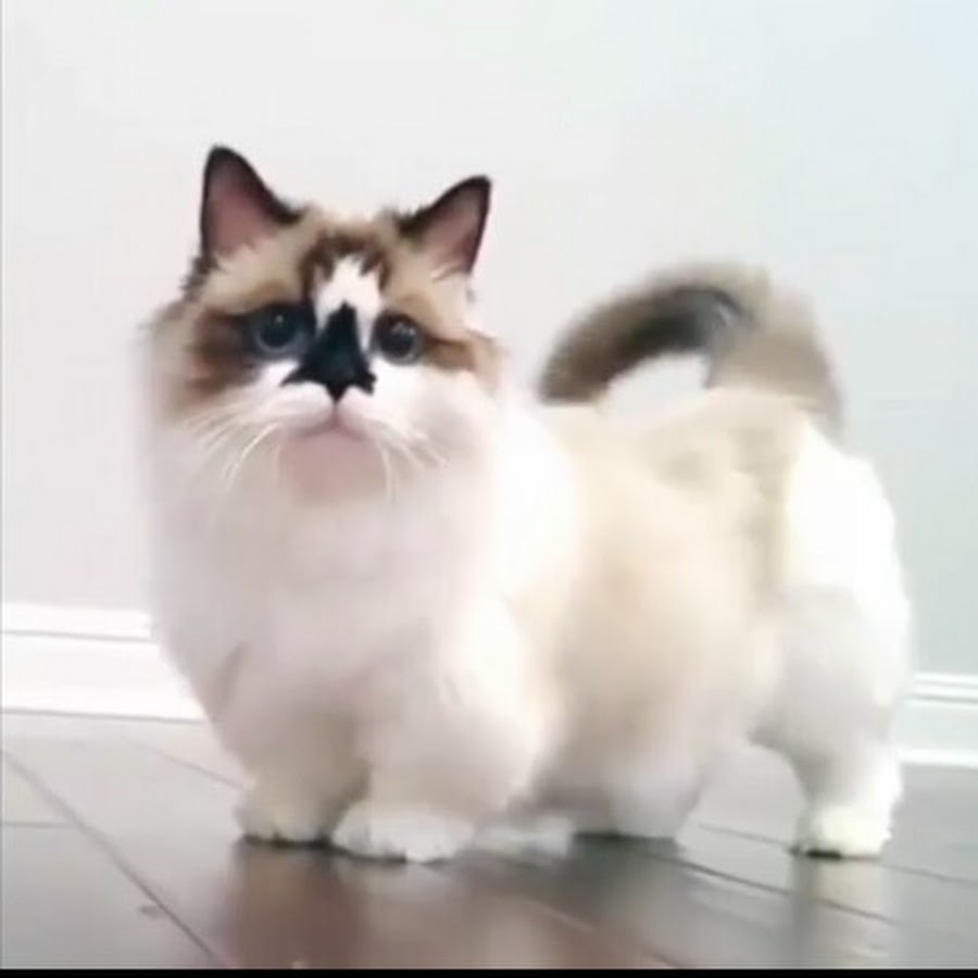 Кот с короткими лапами мем โ ม โ ม ม น น อ ด ม - YouTube