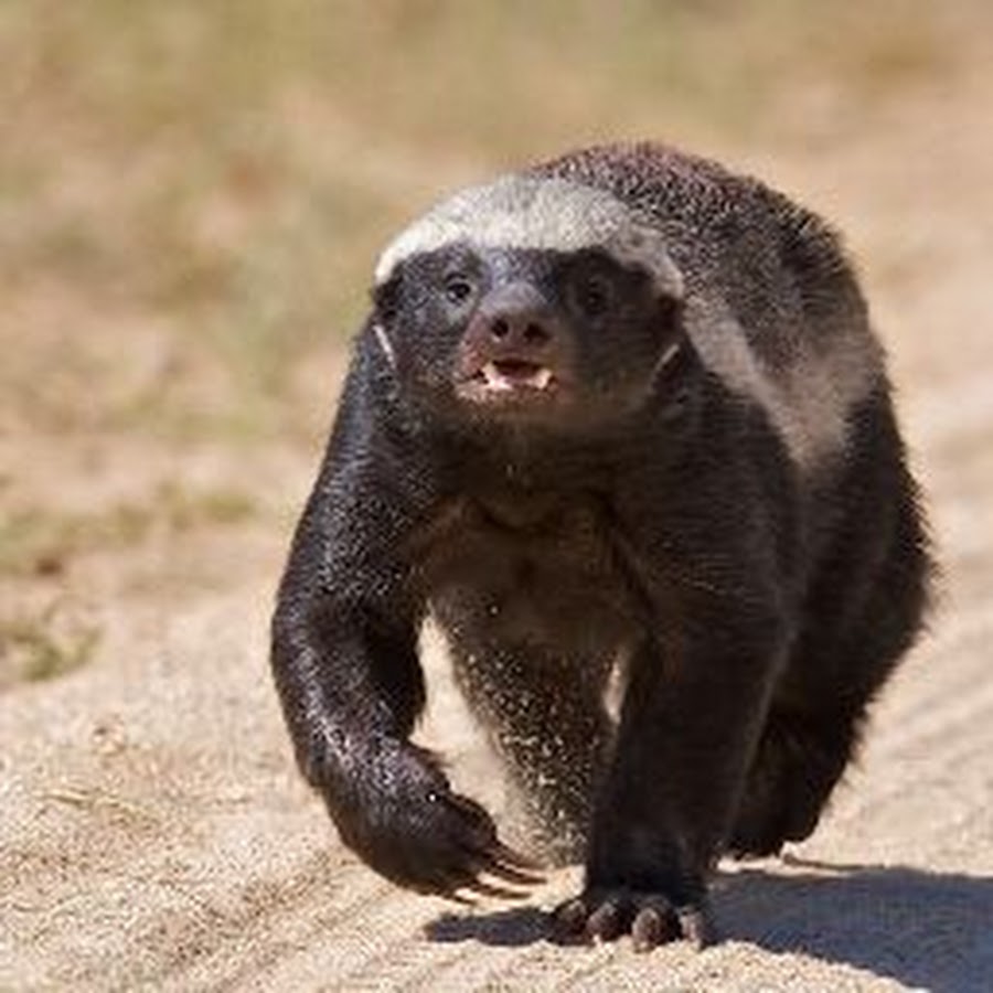 Медоед Honey Badger